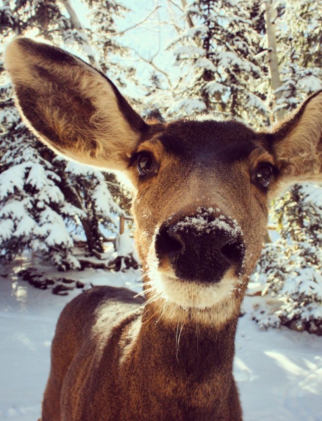 Young reindeer in a snowy landscape.