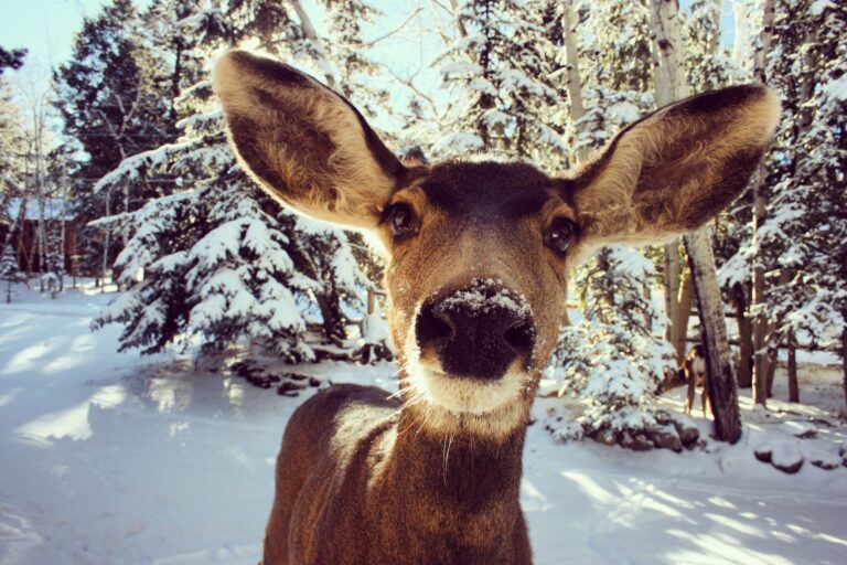 Young reindeer in a snowy landscape.