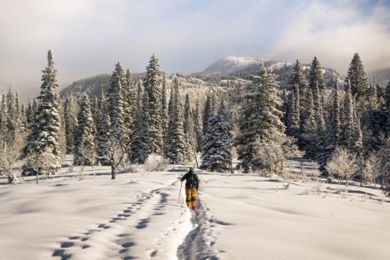 Snowcovered trail leading to a thick forest.