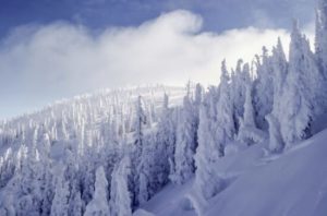 Snow covered trees lining the side of a snowy mountain