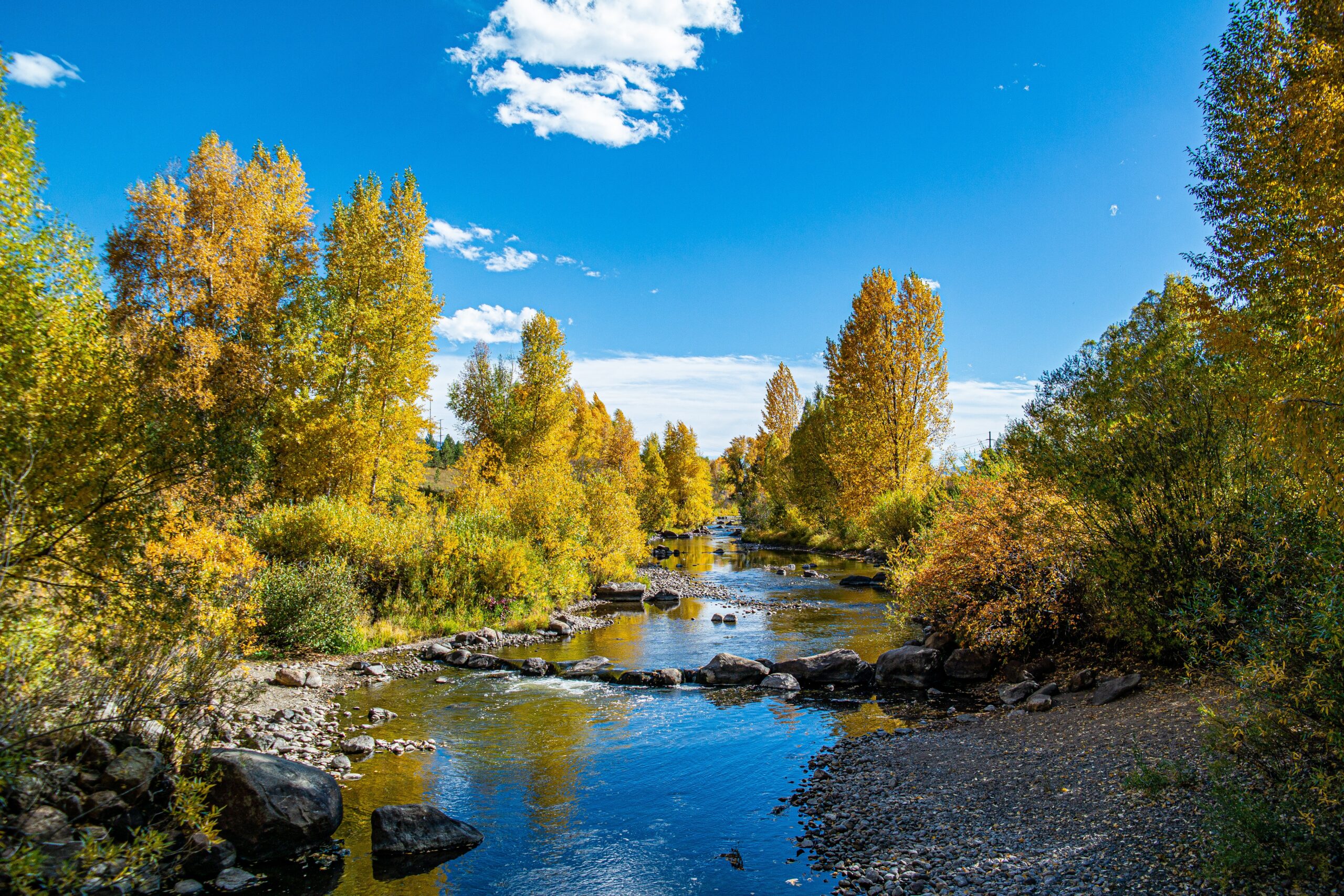 The Yampa River, framed by yellow trees in the fall