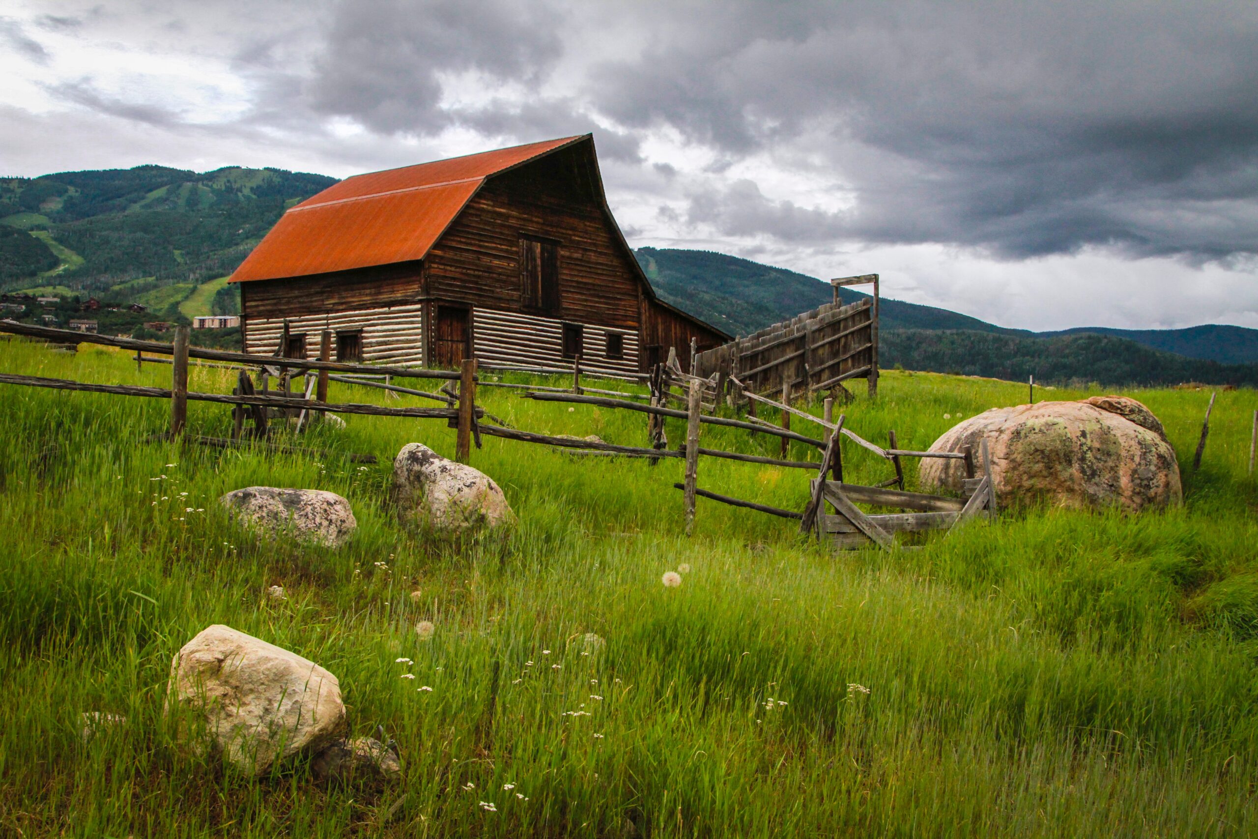 An old barn stands in a field of lush grass and dandelions, in Steamboat Springs