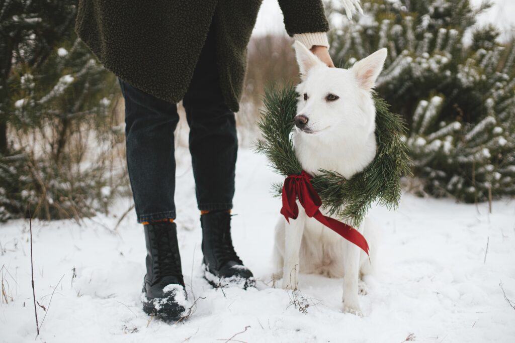 A Dog-Friendly Christmas Vacation : The Astrid