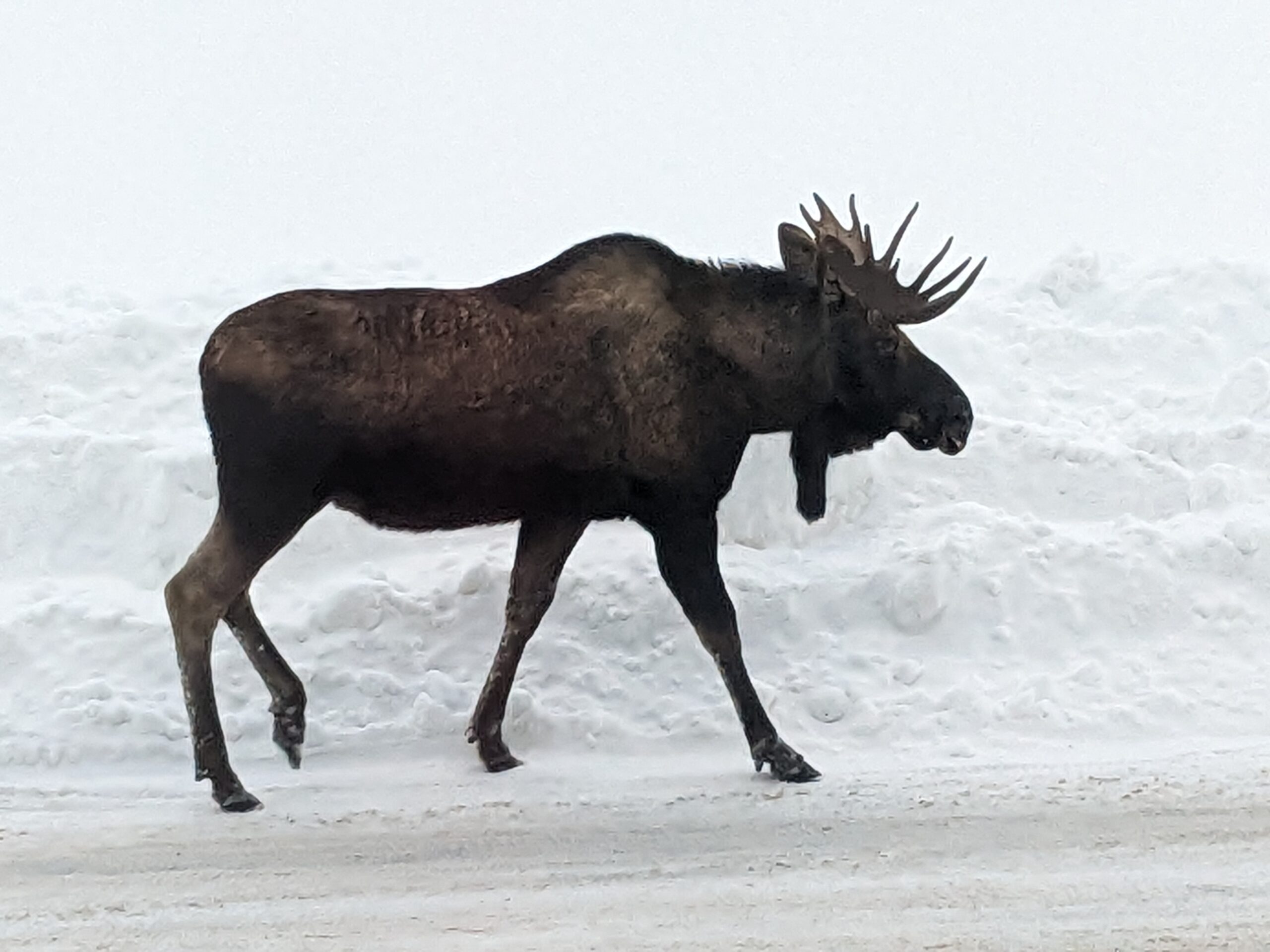 Sustainability at Steamboat Ski Resort