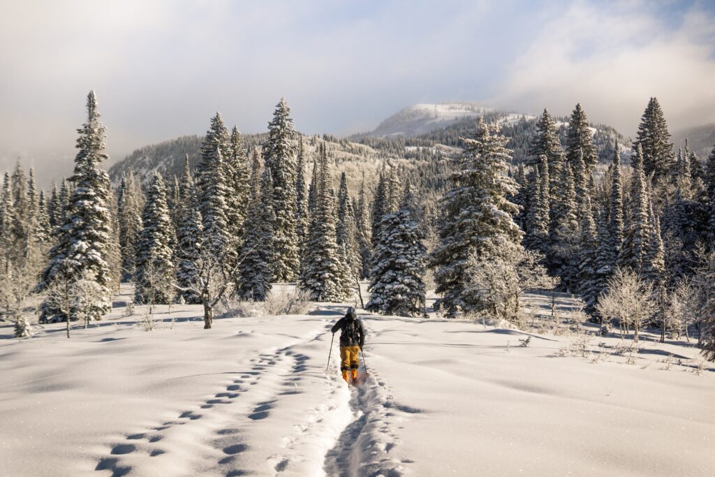 A snowshoer walks towards a snowy forest in Steamboat Springs