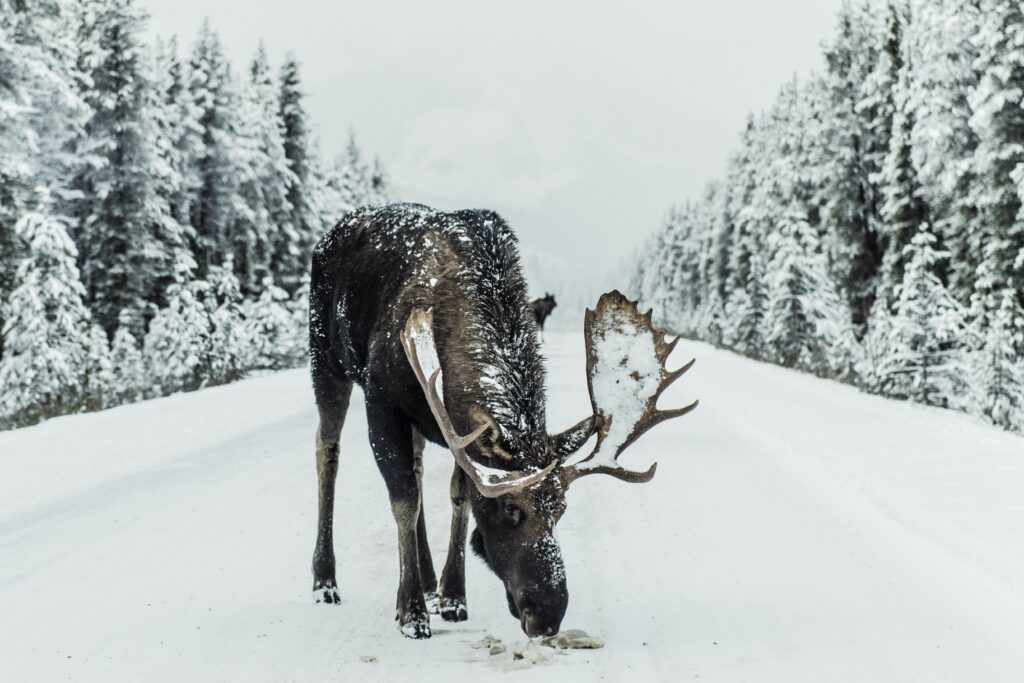 A moose surrounded by snow