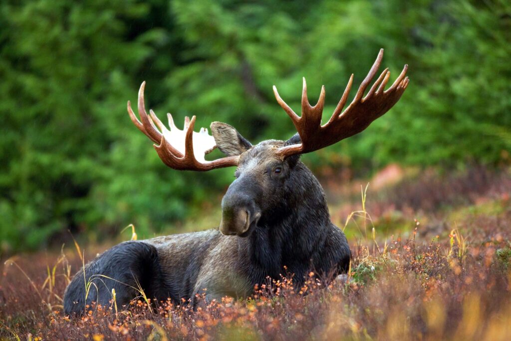 A moose sits in a field of wildflowers