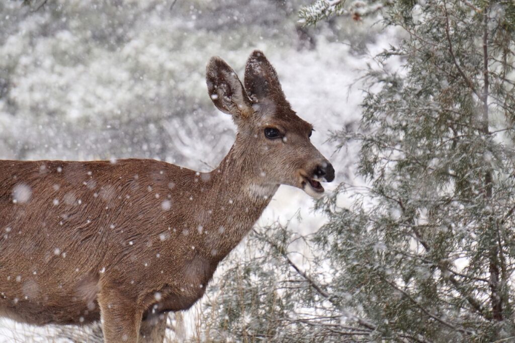 A deer surrounded by snow