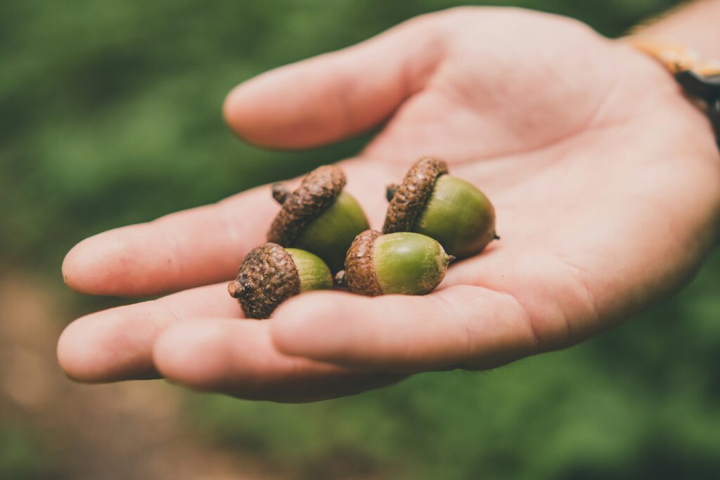 A hand holding acorns