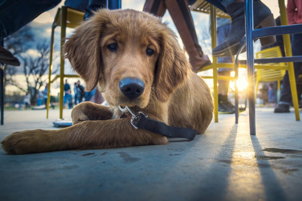 A brown dog laying on the ground surrounded by chairs and tables