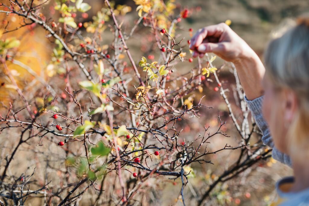 A woman picking rosehips