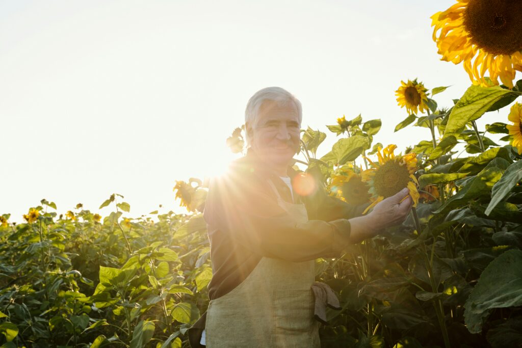 A man smiles surrounded by sunflowers