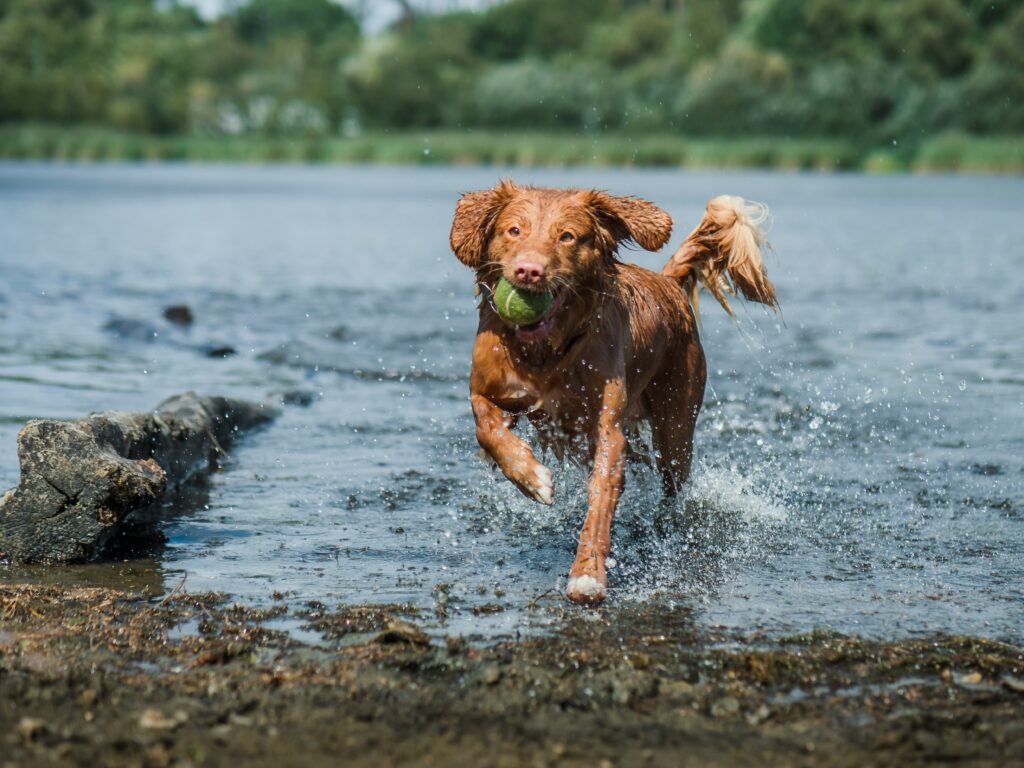A dog splashing in a shallow pond