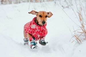 A small dog playing in the snow