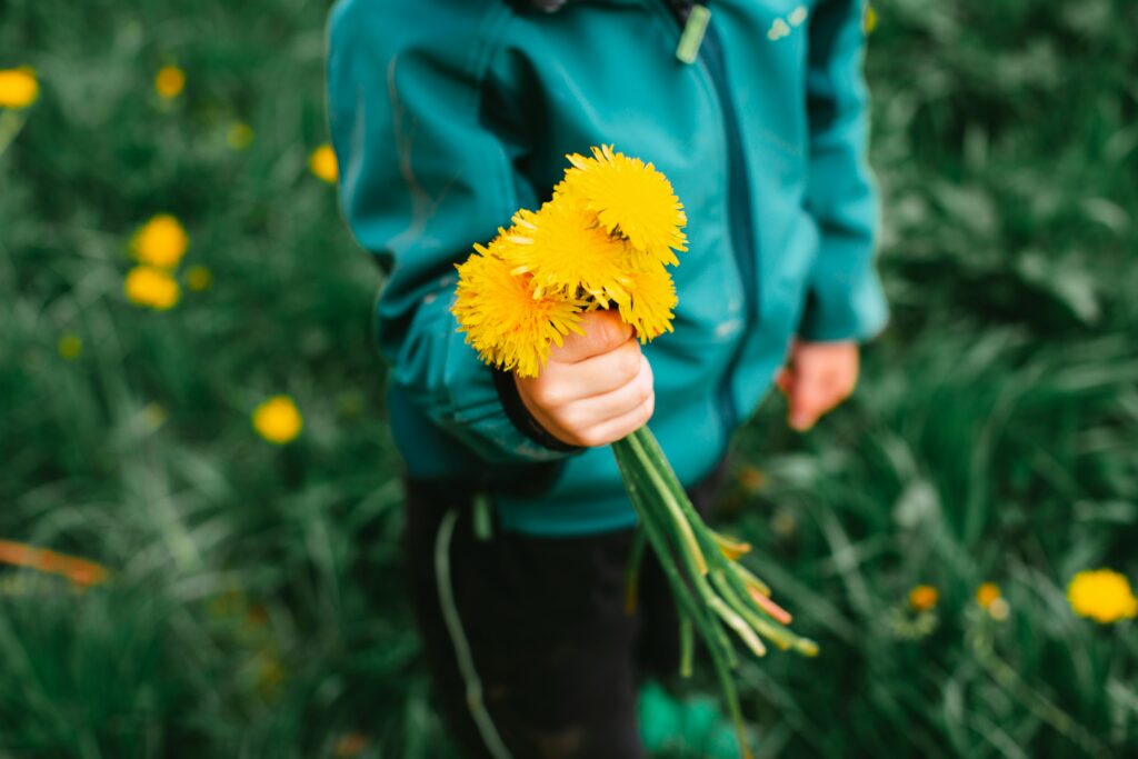 A child picking dandelion flowers
