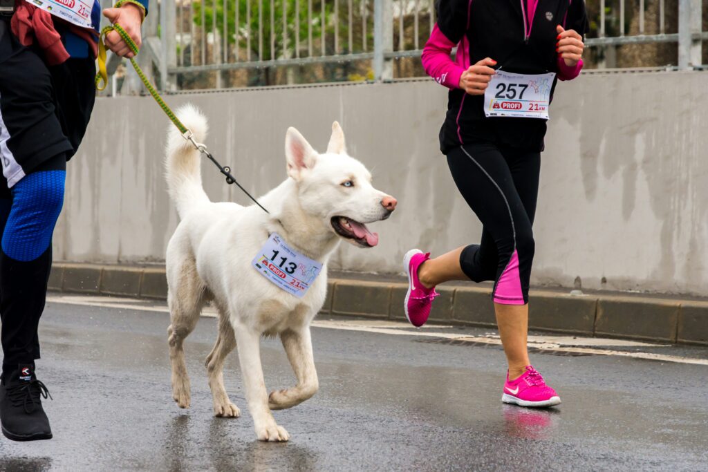 A large white dog participating in a fun run