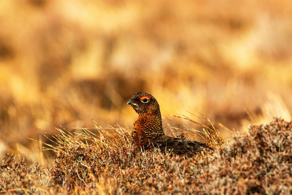 A grouse hiding in grass