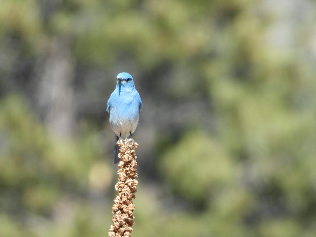 A mountain bluebird perched on a reed