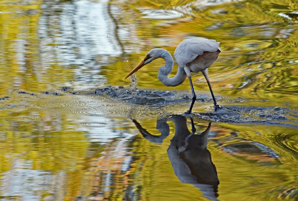 A great egret wading through water