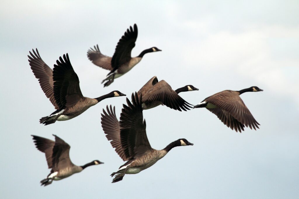 Six Canada geese flying in the sky