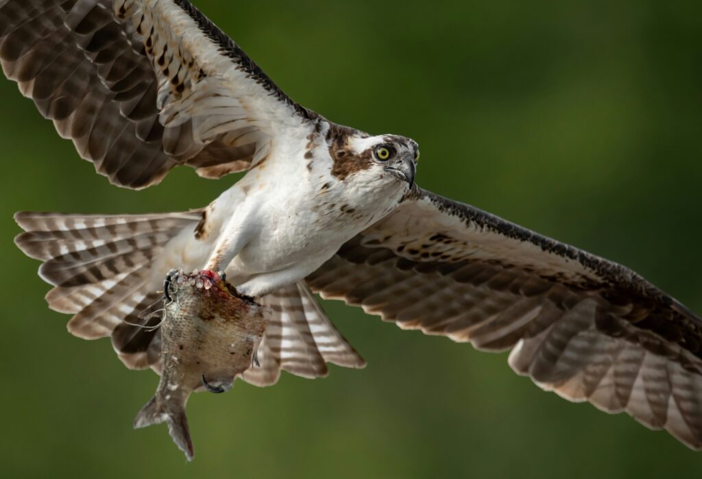An osprey with a fish in its talons