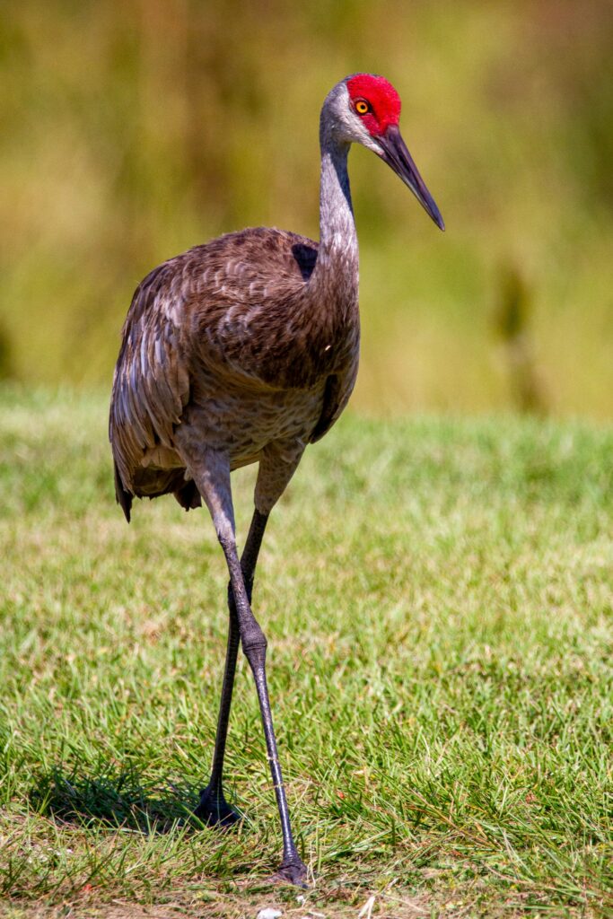 A sandhill crane walking through grass