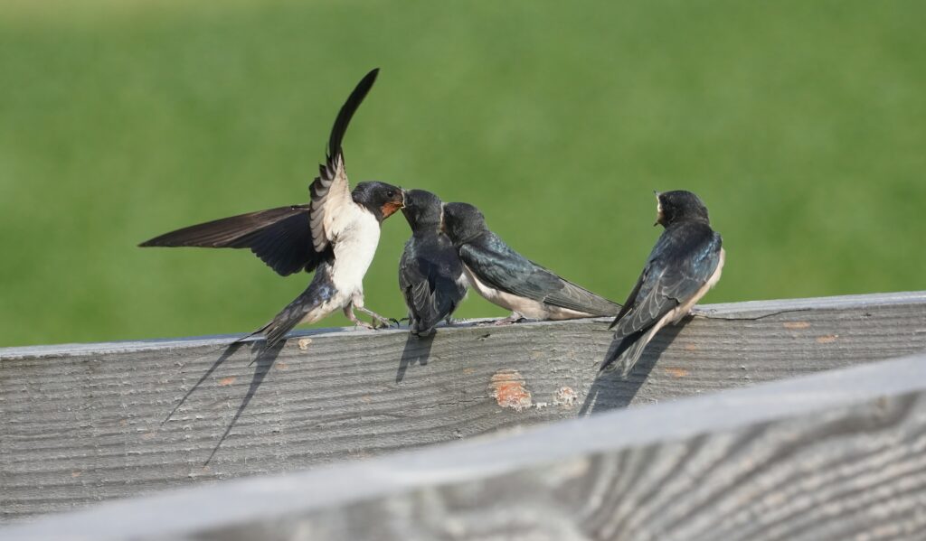 Four barn swallows on a fence