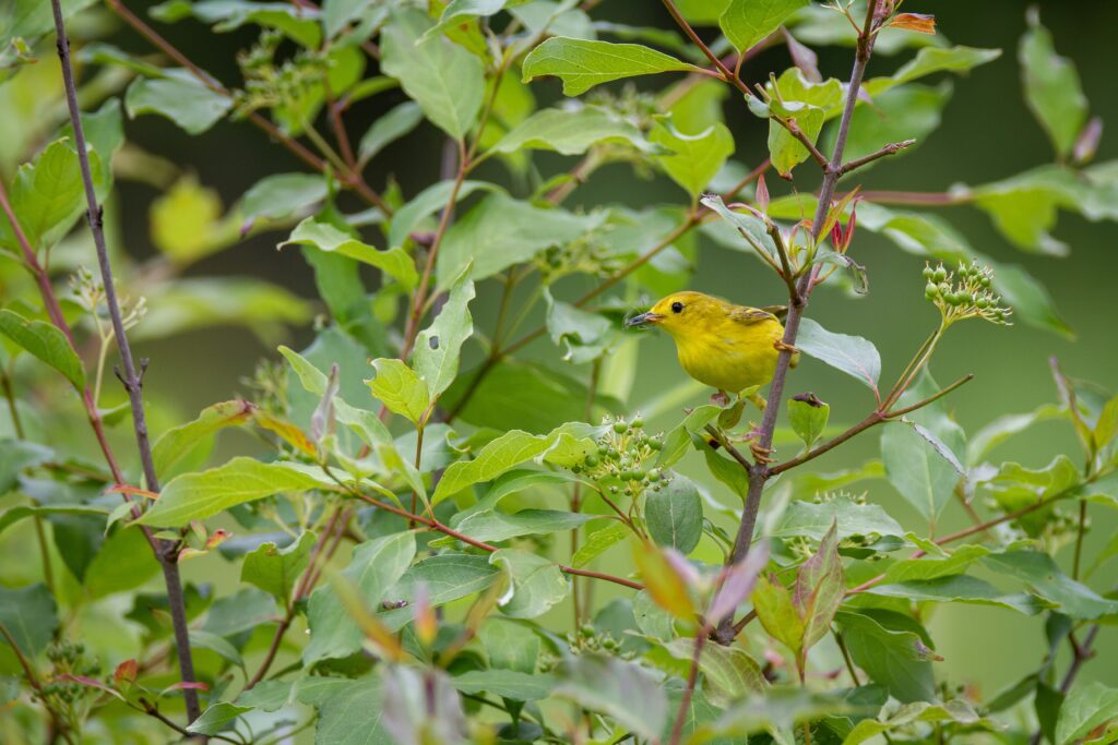 A yellow warbler eating an insect in a tree