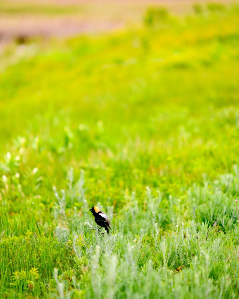 A small bobolink in the grass