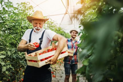 Two farmers carrying crates of tomatoes