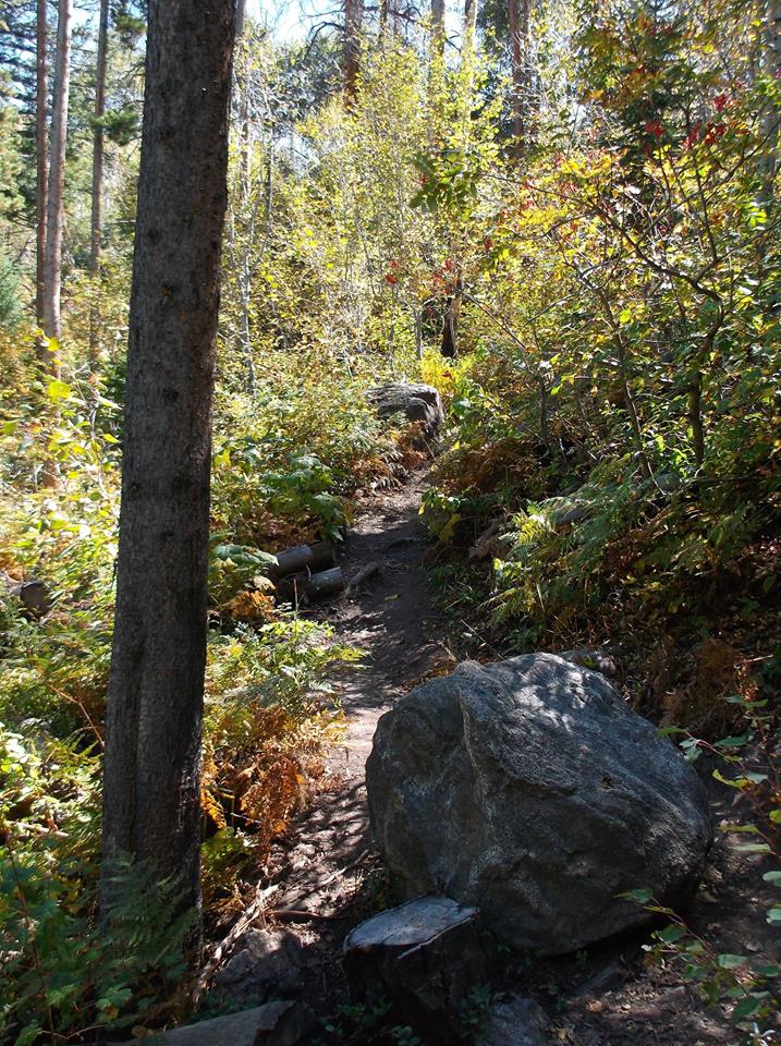 A trail of trees and rocks at Thunderhead Peak