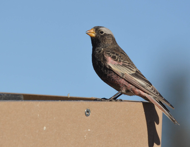 A black rosy finch against a blue sky