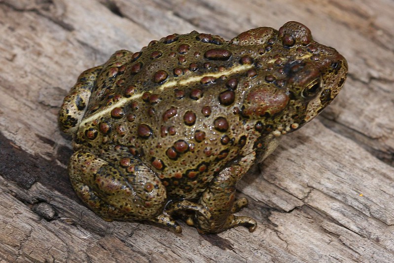 Boreal Toad