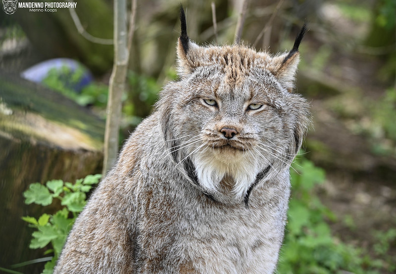 Canada Lynx among trees