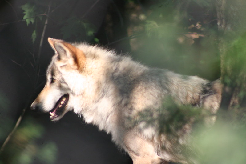 Gray wolf among greenery