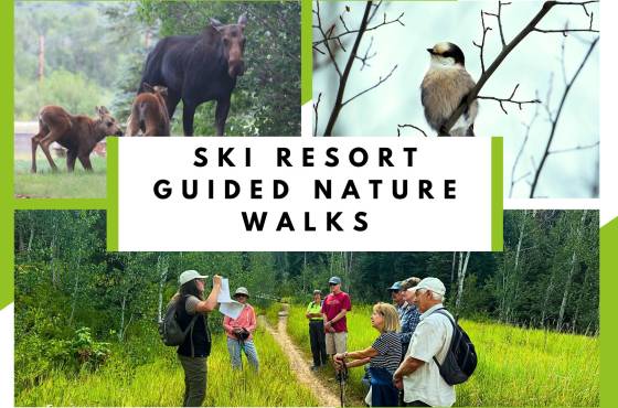 'Ski Resort Guided Nature Walks' over an image of people walking through green fields, and various local wildlife