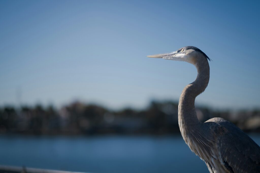 A crane overlooking water