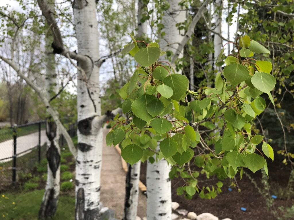 The Quaking Aspen, a native tree in Steamboat Springs