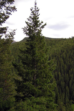 A Douglas Fir, a native tree in Steamboat Springs