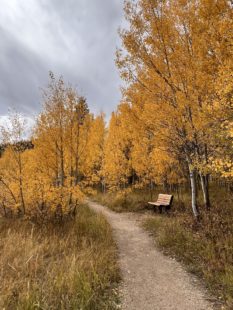 A dirt trail surrounded by Aspens with golden yellow leaves. Ideal Fall season in Steamboat Springs.