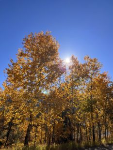 Looking up into an Aspen tree with golden leaves. The sun is shining through the leaves