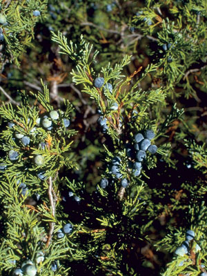 The Rocky Mountain Juniper bush, a native tree in Steamboat Springs