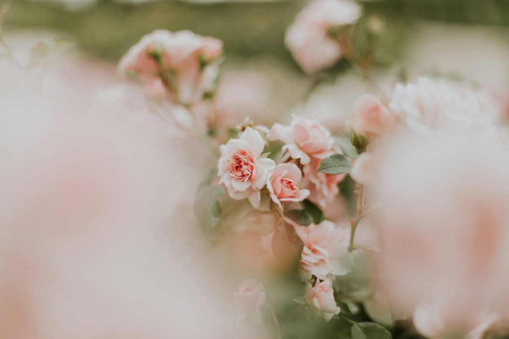 Light pink roses in garden, Botanical garden in Steamboat Springs