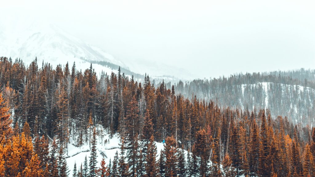 A tree lined mountainside covered in powdery snow