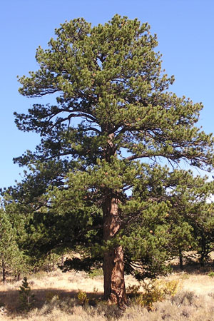 The Ponderosa Pine, a native tree in Steamboat Springs