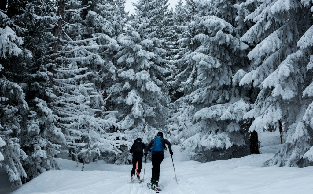 Two people skiing in a snowy forest