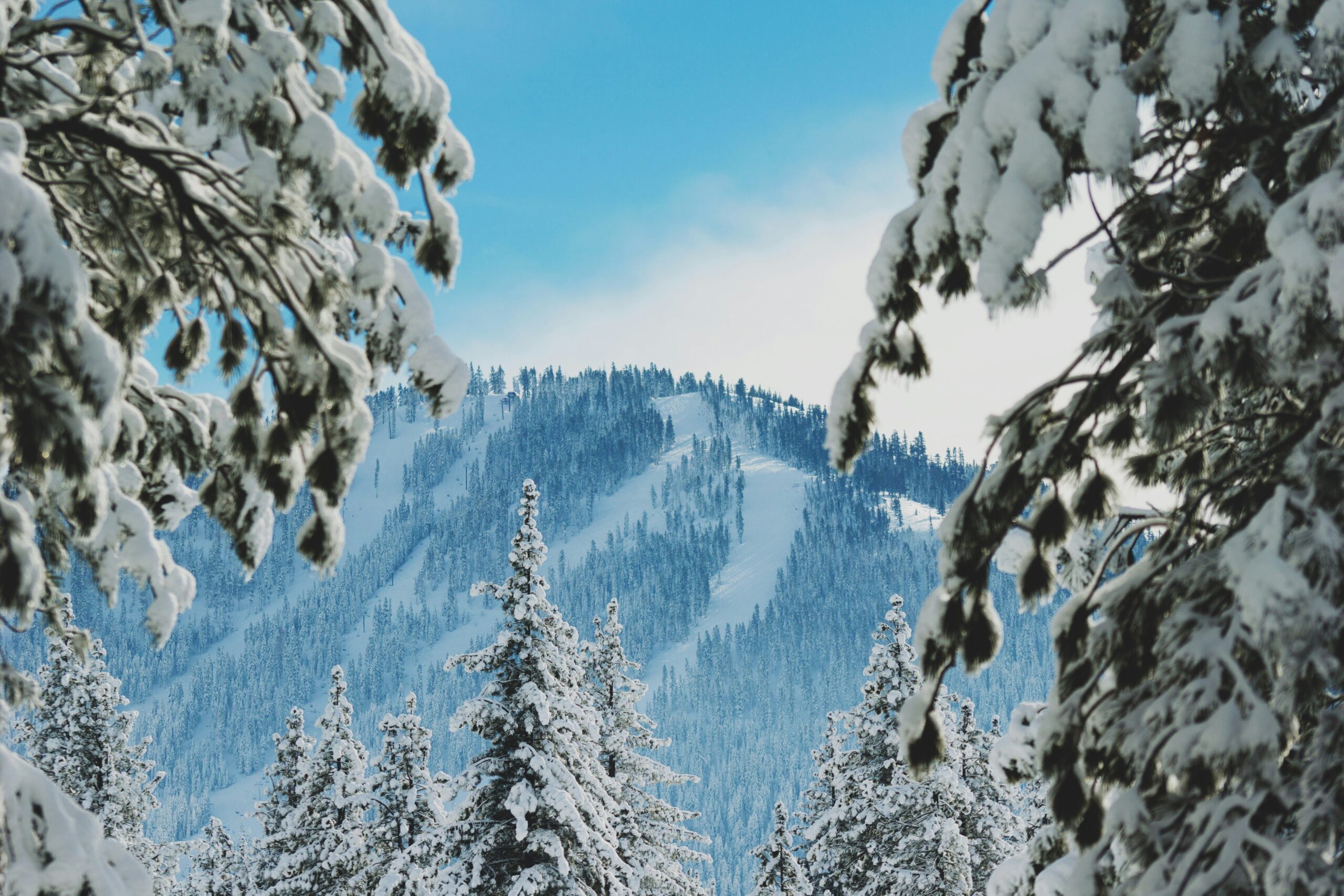 View of a snow covered mountain through large pine trees