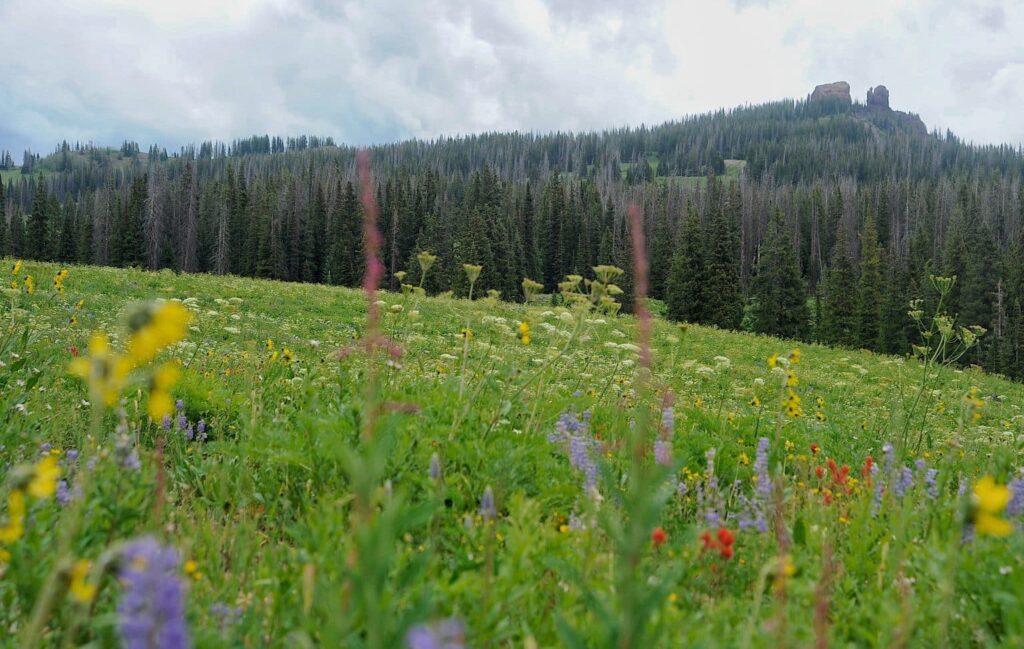 View of the Rabbit Ears rock formation looking across a field of colorful wildflowers. This is a lovely Fall Hiking trail in Steamboat Springs. 