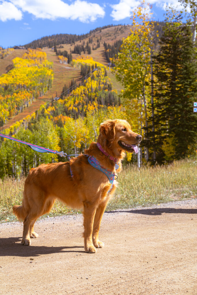 A golden retriever standing on a hiking trail with a background of yellow and green leaves indicitive of Fall in Steamboat Springs. 