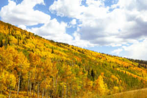 View of the golden yellow leaves on the trees covering the side of the mountain at Steamboat Resort, showing beautiful Fall in Steamboat Springs.